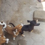Sancore animal rescue and shelter