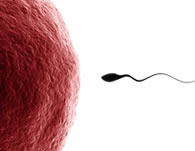 Upscale Angels Fertility