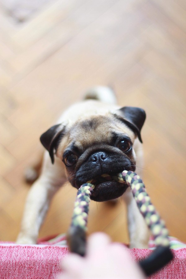 Pet Import and Movement Consultancy -ghana