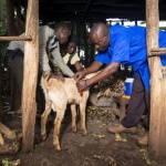 Modern Veterinary Clinic